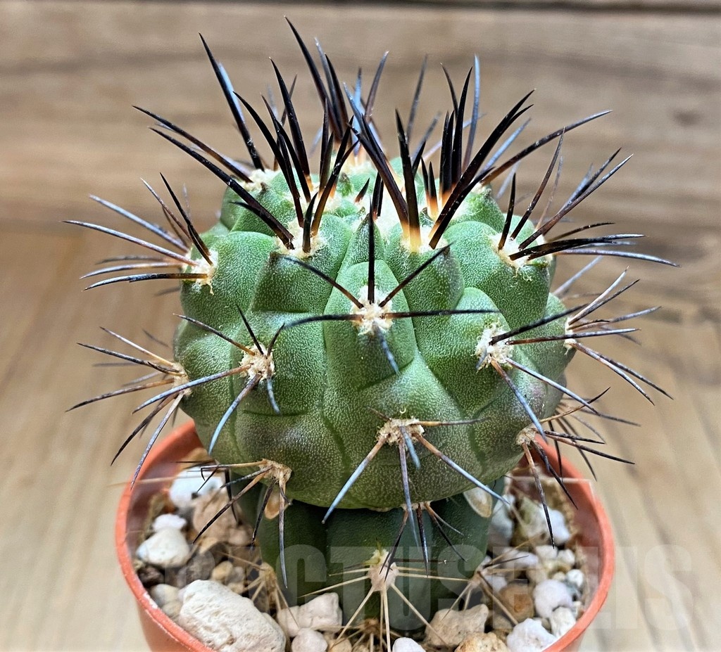 SH18636 Copiapoa dealbata GCG15274, grafted - immagine 2