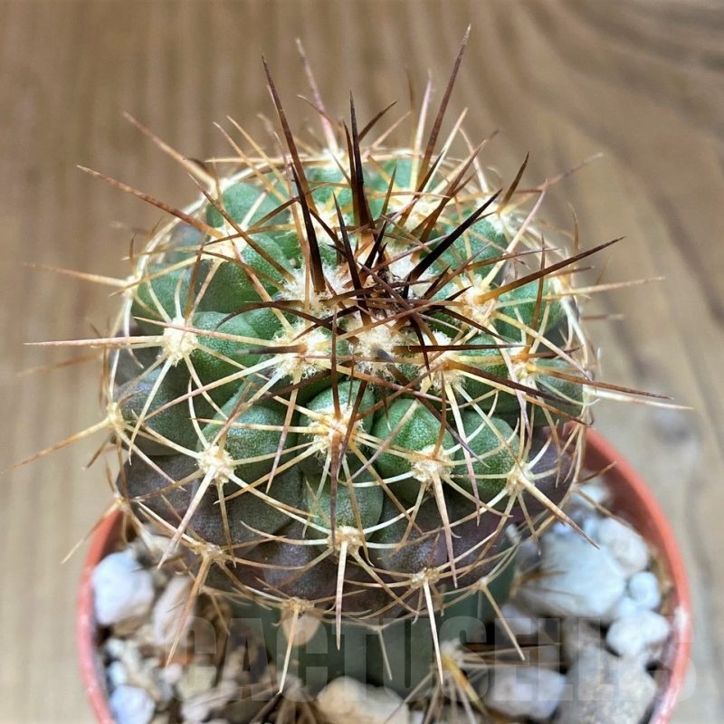 SH18673 Copiapoa gigantea SI-41C-24, grafted