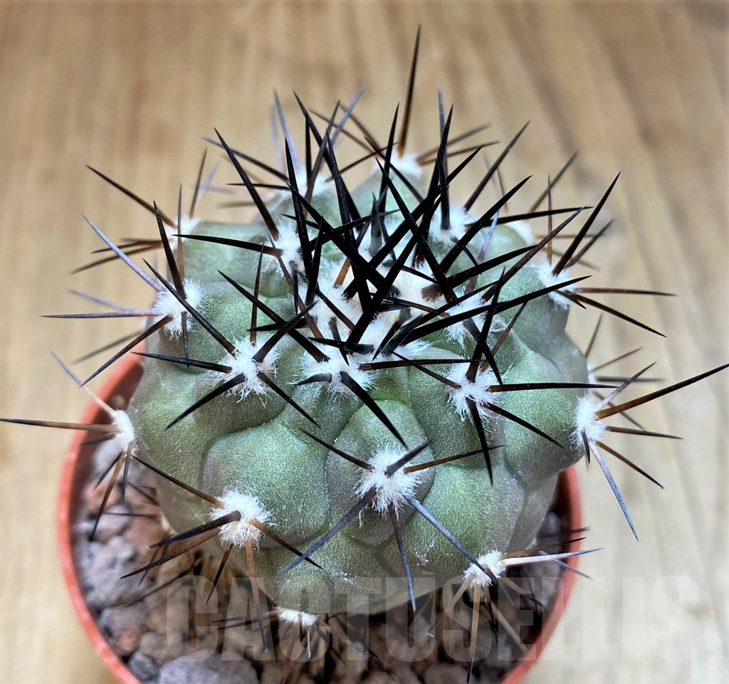 SH18676 Copiapoa cinerea selection GCG15308b, grafted