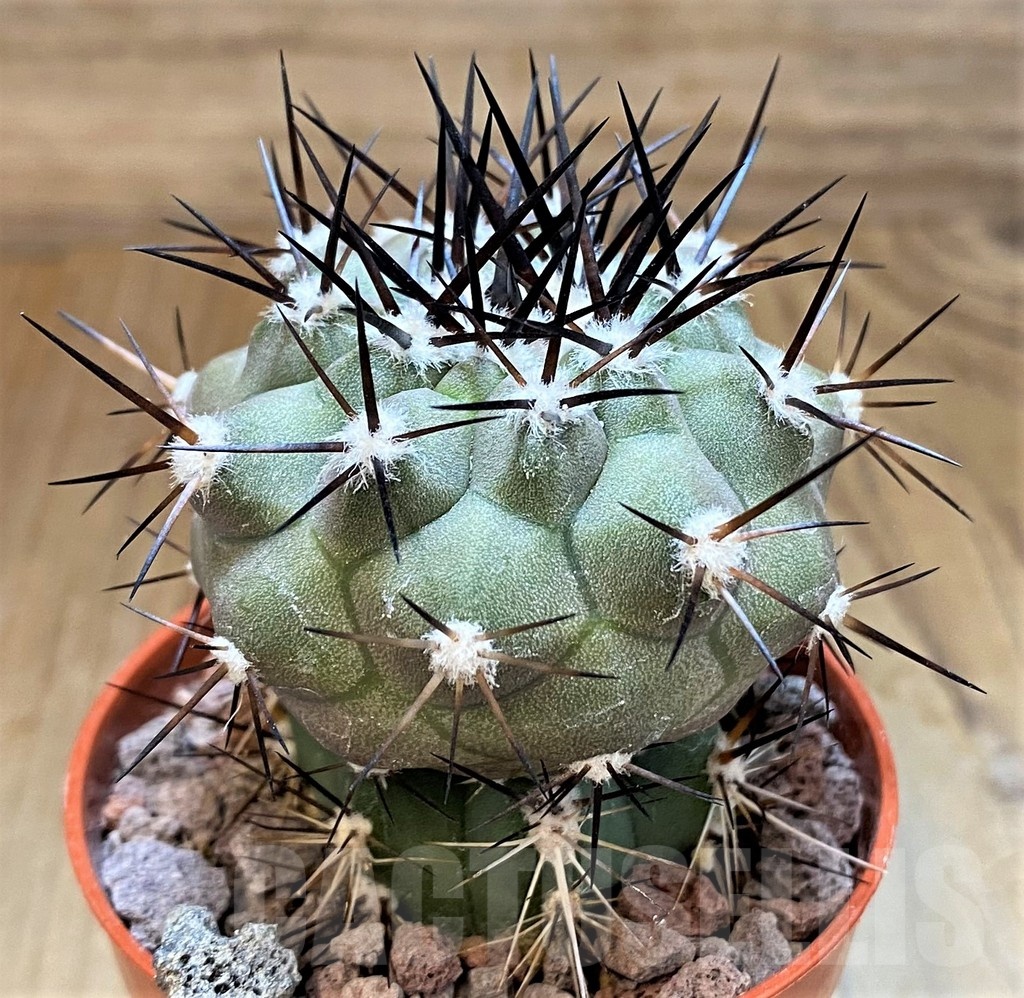 SH18676 Copiapoa cinerea selection GCG15308b, grafted - Image 2