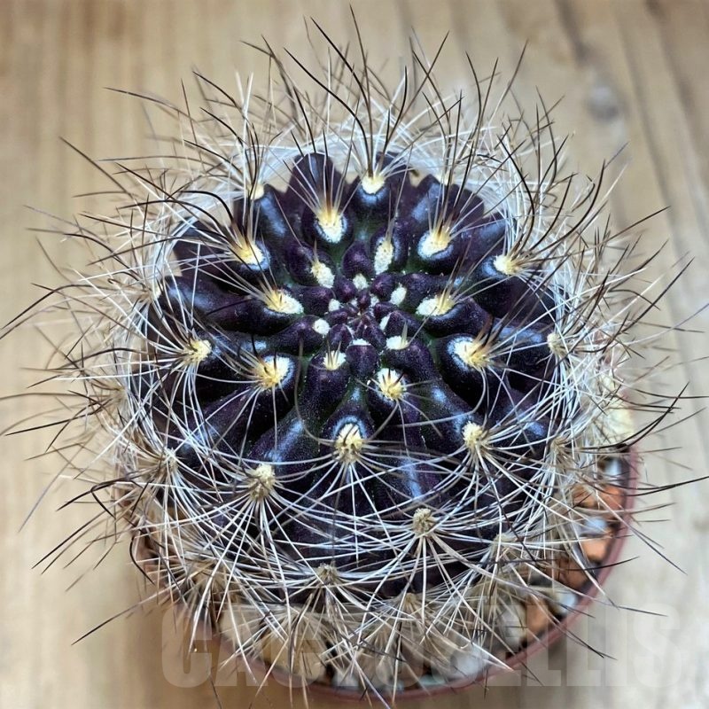 SH18678 Neoporteria gerocephala