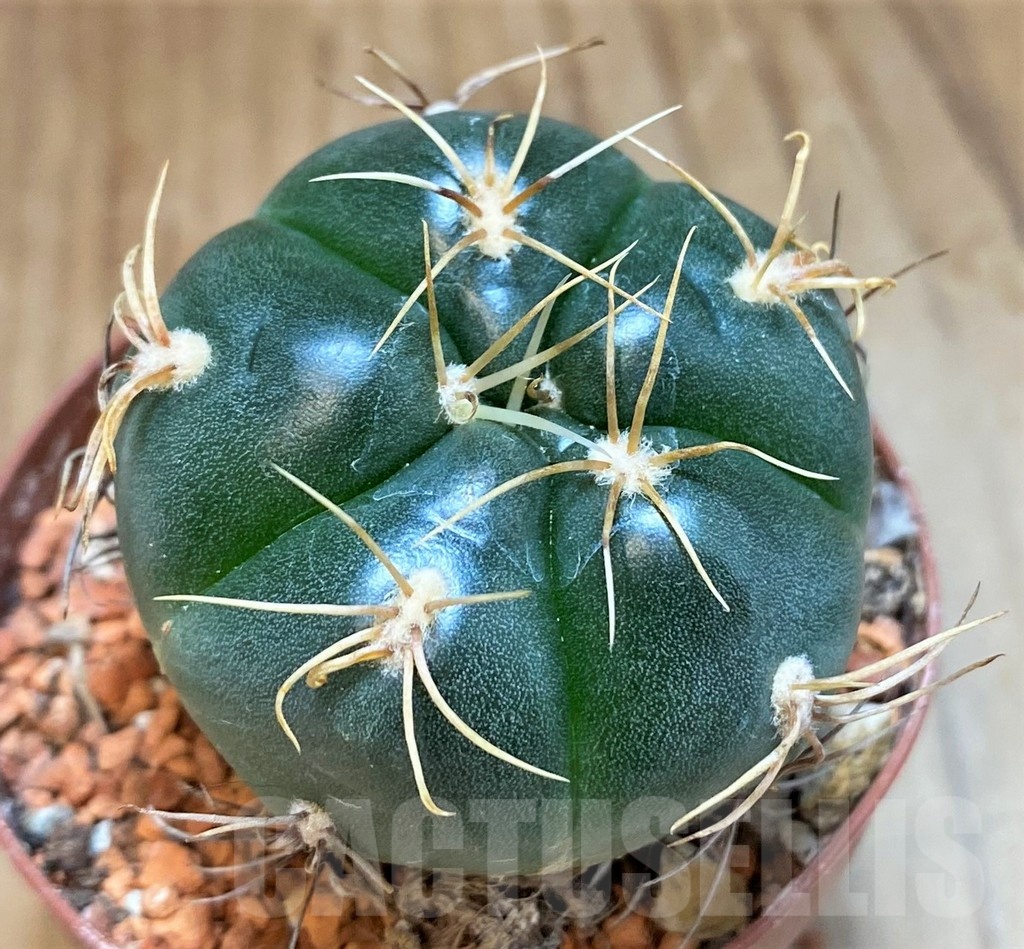 SH18679 Gymnocalycium denudatum 'Jan Juba' – Bild 2