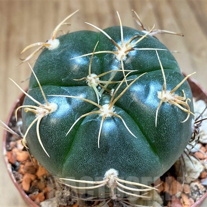 SH18679 Gymnocalycium denudatum 'Jan Juba'