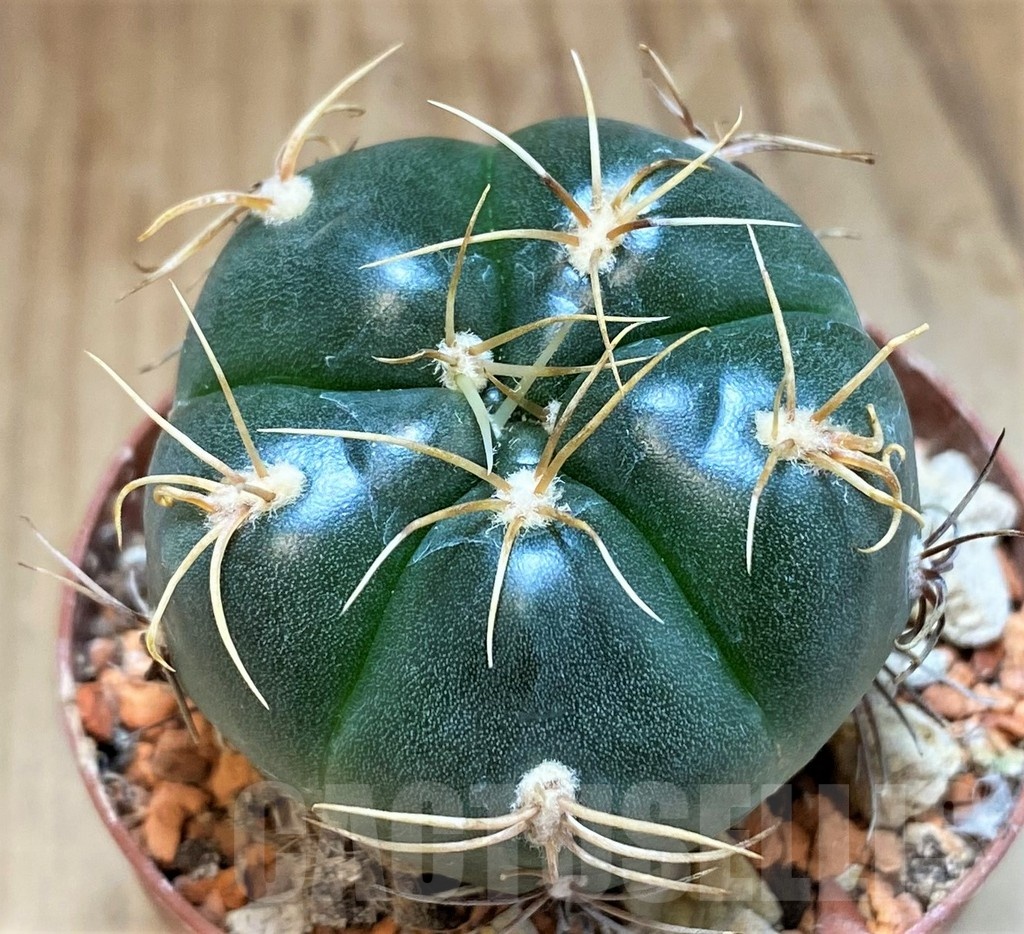 SH18679 Gymnocalycium denudatum 'Jan Juba'