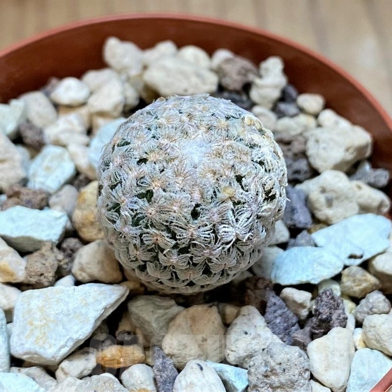 SH18681 Turbinicarpus valdezianus MZ 662