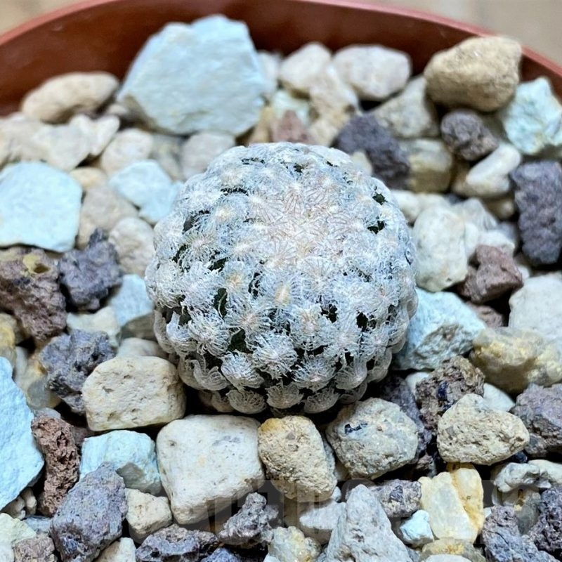 SH18682 Turbinicarpus valdezianus MZ 662