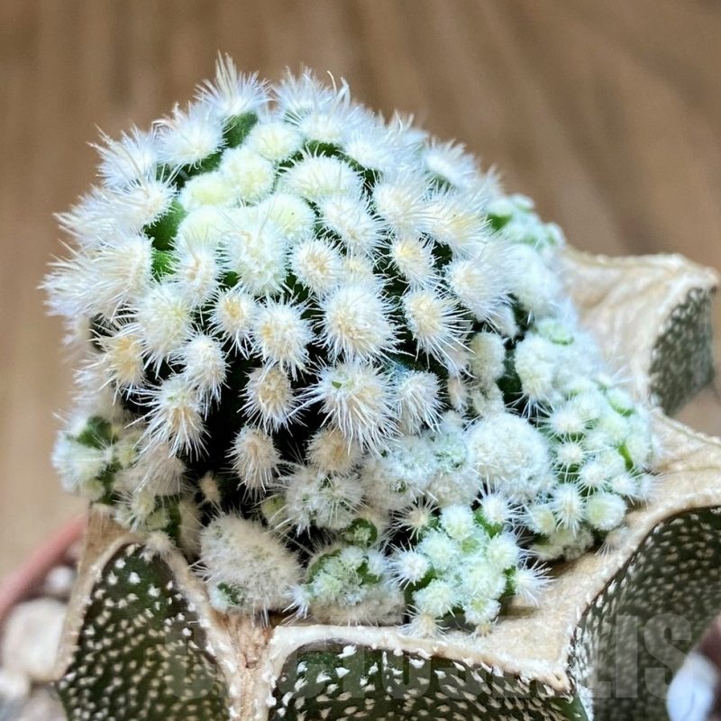 SHP18684 Mammillaria duwei f. monstrosa, grafted