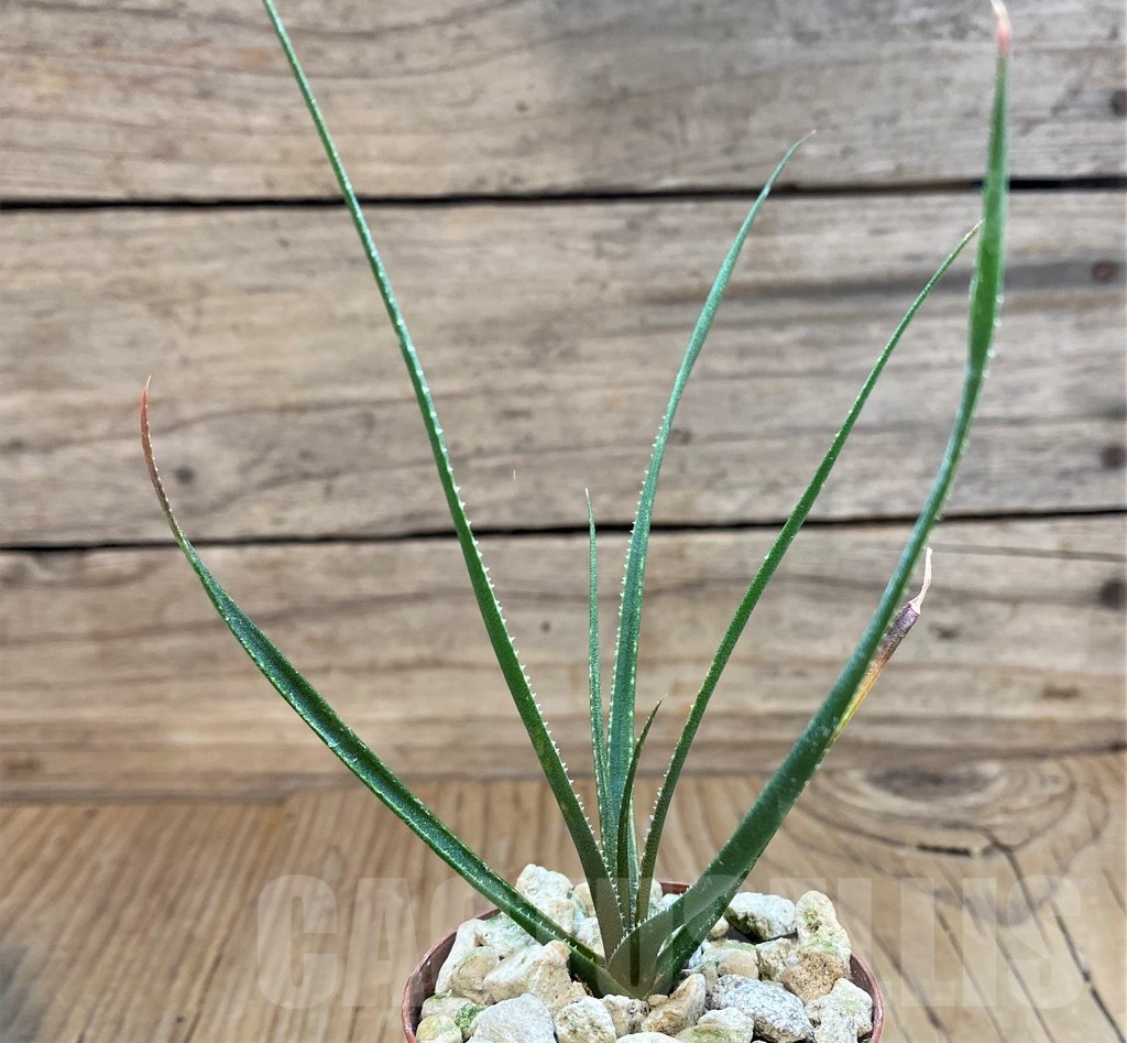 SH18689 Aloe pronkii