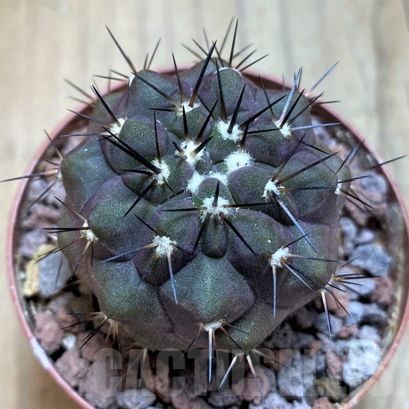 SH18638 Copiapoa cinerea SI-40-24, grafted