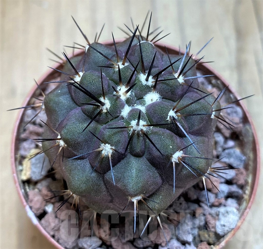 SH18638 Copiapoa cinerea SI-40-24, grafted
