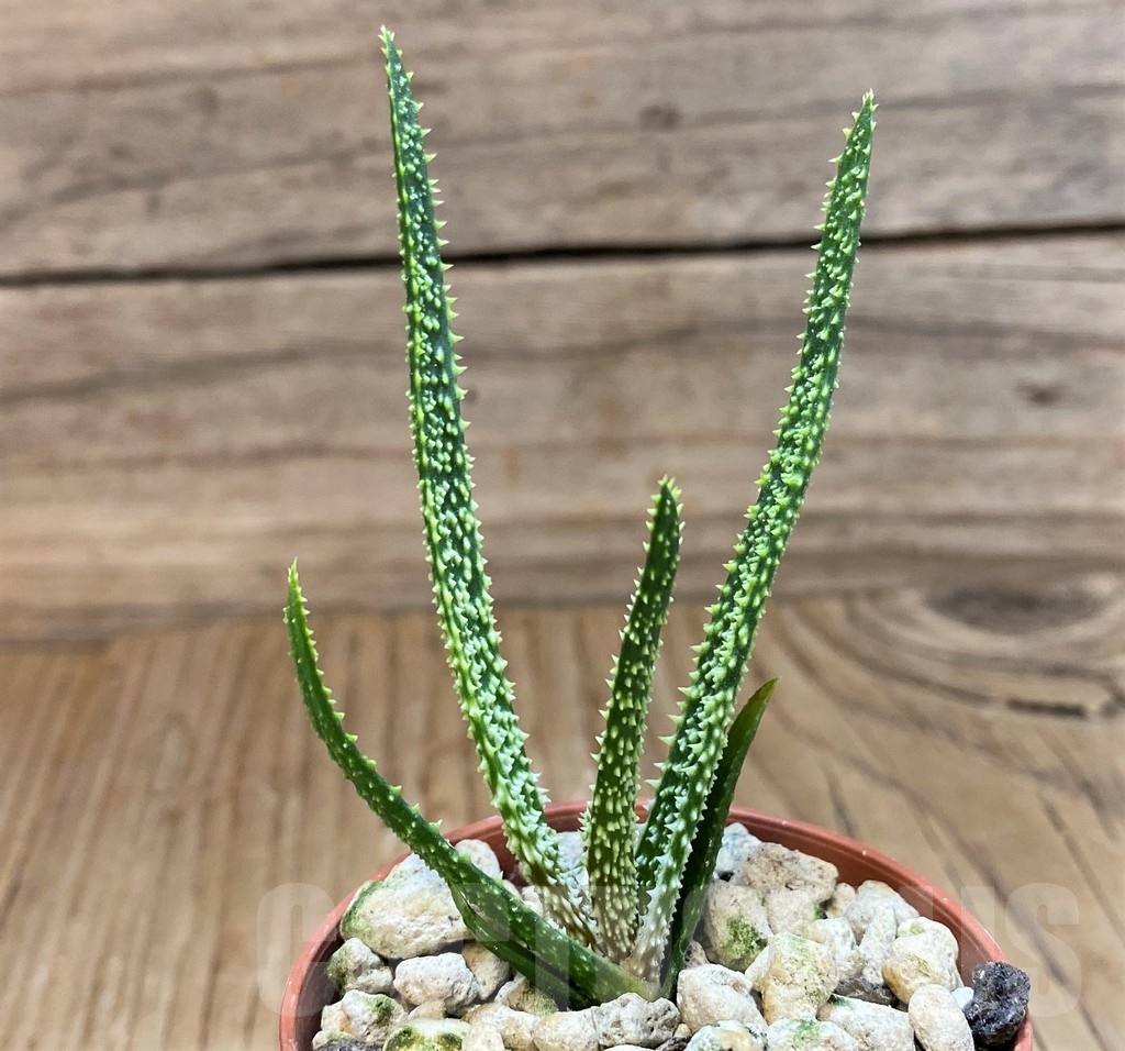 SH18690 Aloe delicatifolia