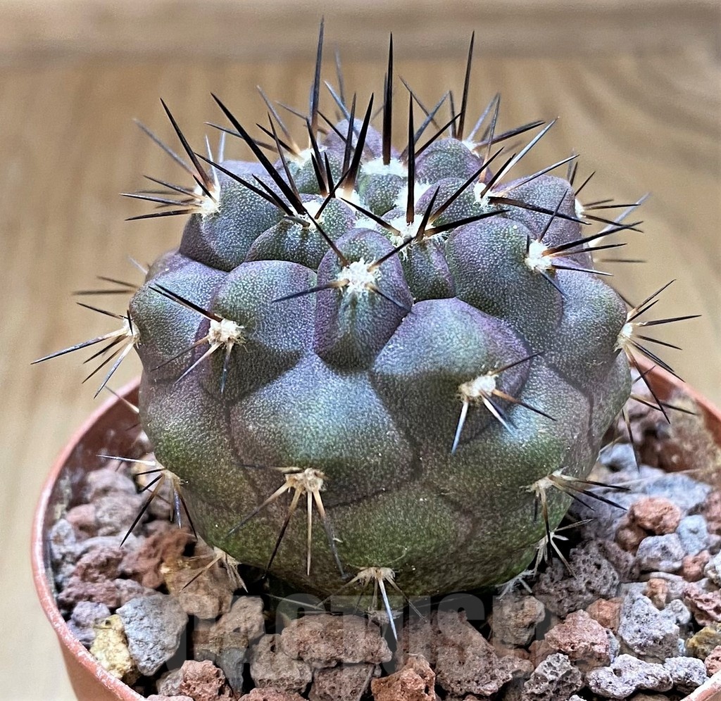 SH18638 Copiapoa cinerea SI-40-24, grafted - Obrázek 2