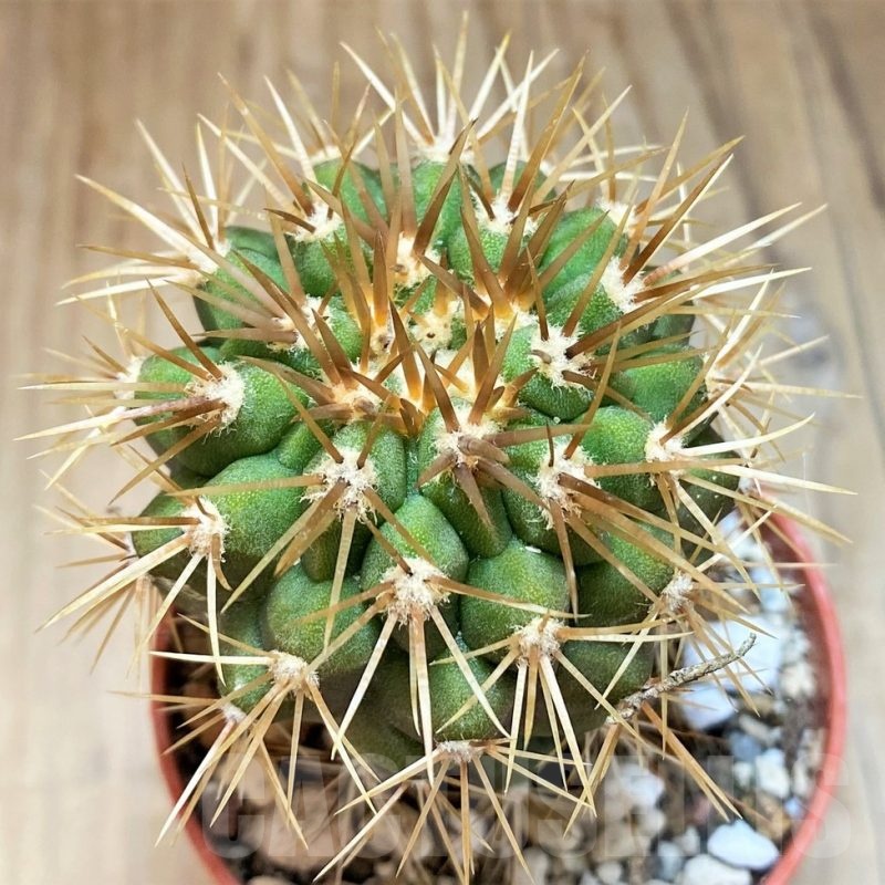 SH18633 Copiapoa gigantea GCG15004, grafted