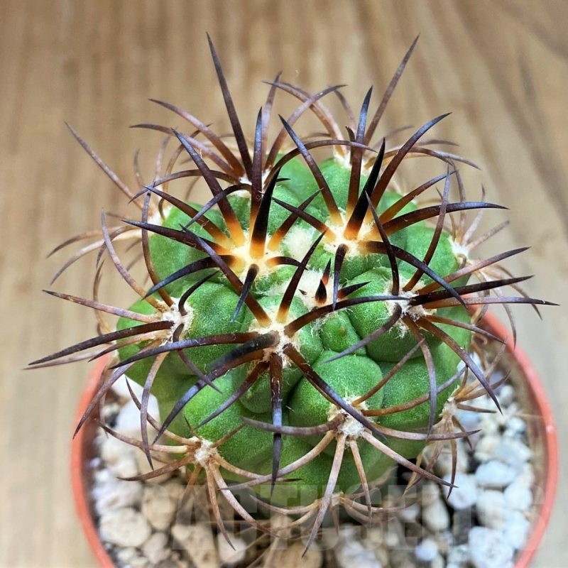 SH18641 Copiapoa vallenarensis SI-61-24, grafted