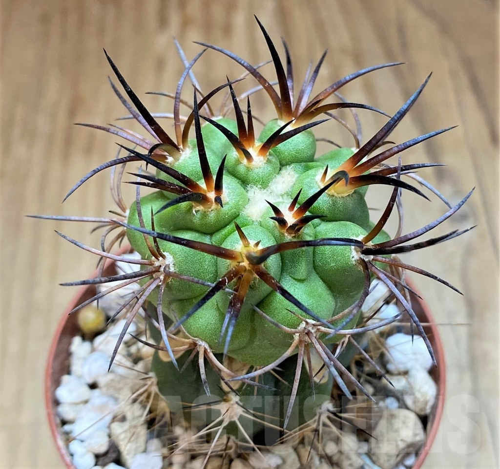 SH18643 Copiapoa vallenarensis SI-61-24, grafted