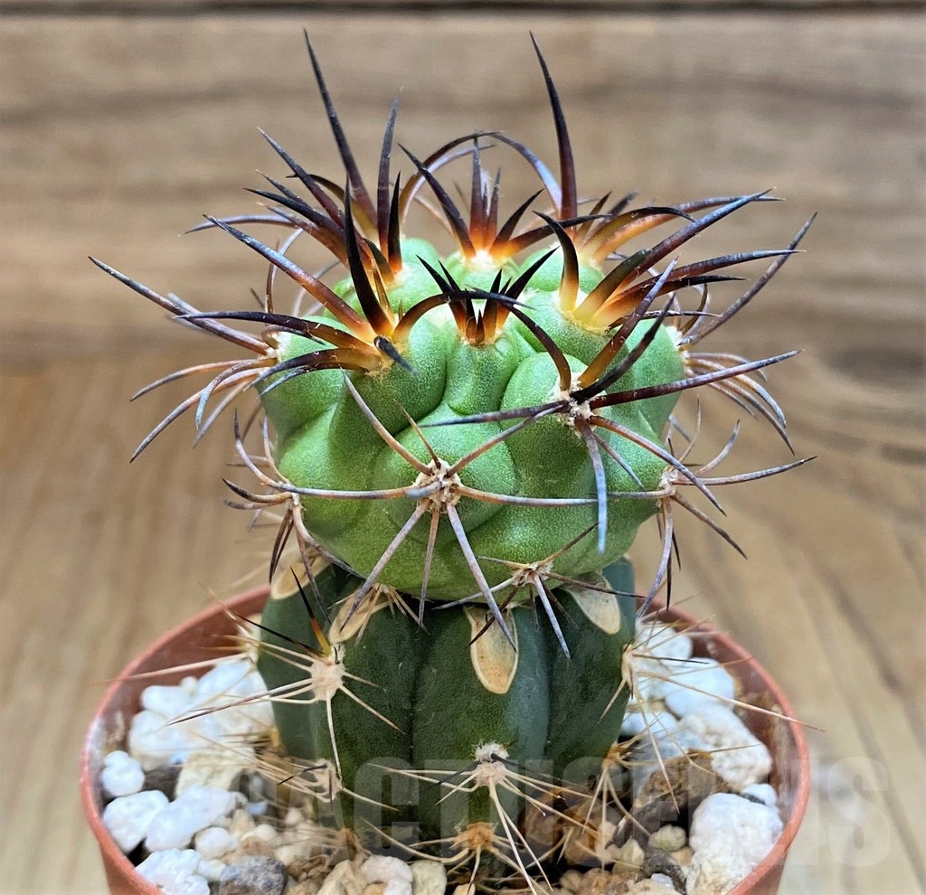 SH18643 Copiapoa vallenarensis SI-61-24, grafted - Imagen 2