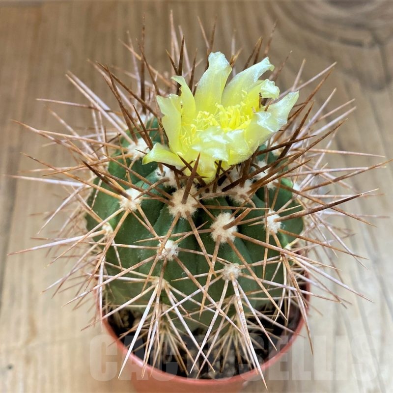 SH18644 Copiapoa calderana v. spinosior GCG15019 , grafted