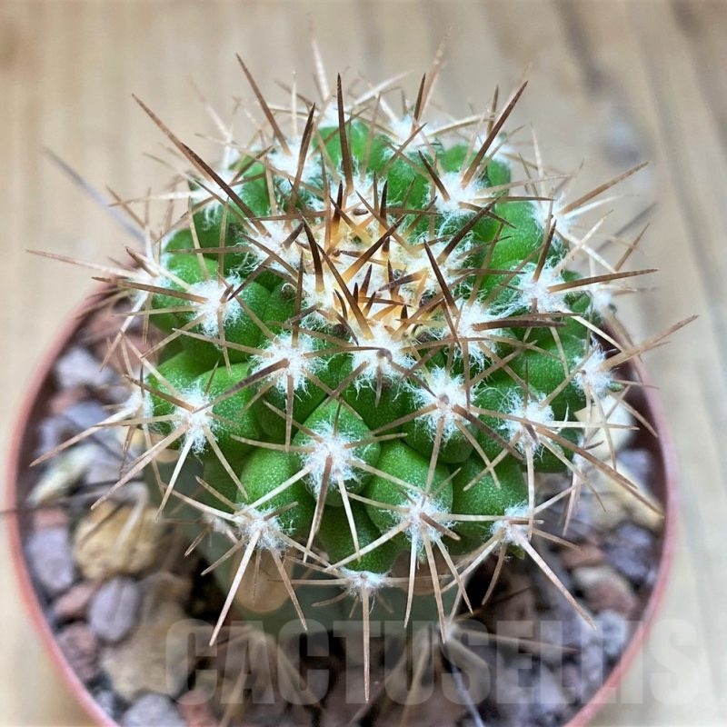 SH18647 Copiapoa cinerascens GM2211, grafted