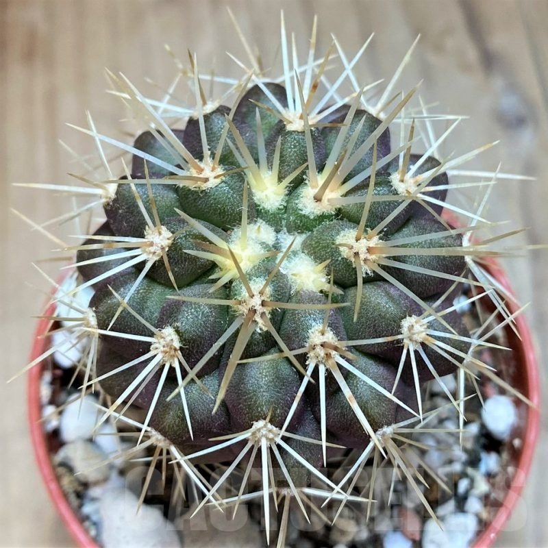 SH18634 Copiapoa gigantea GCG15004, grafted