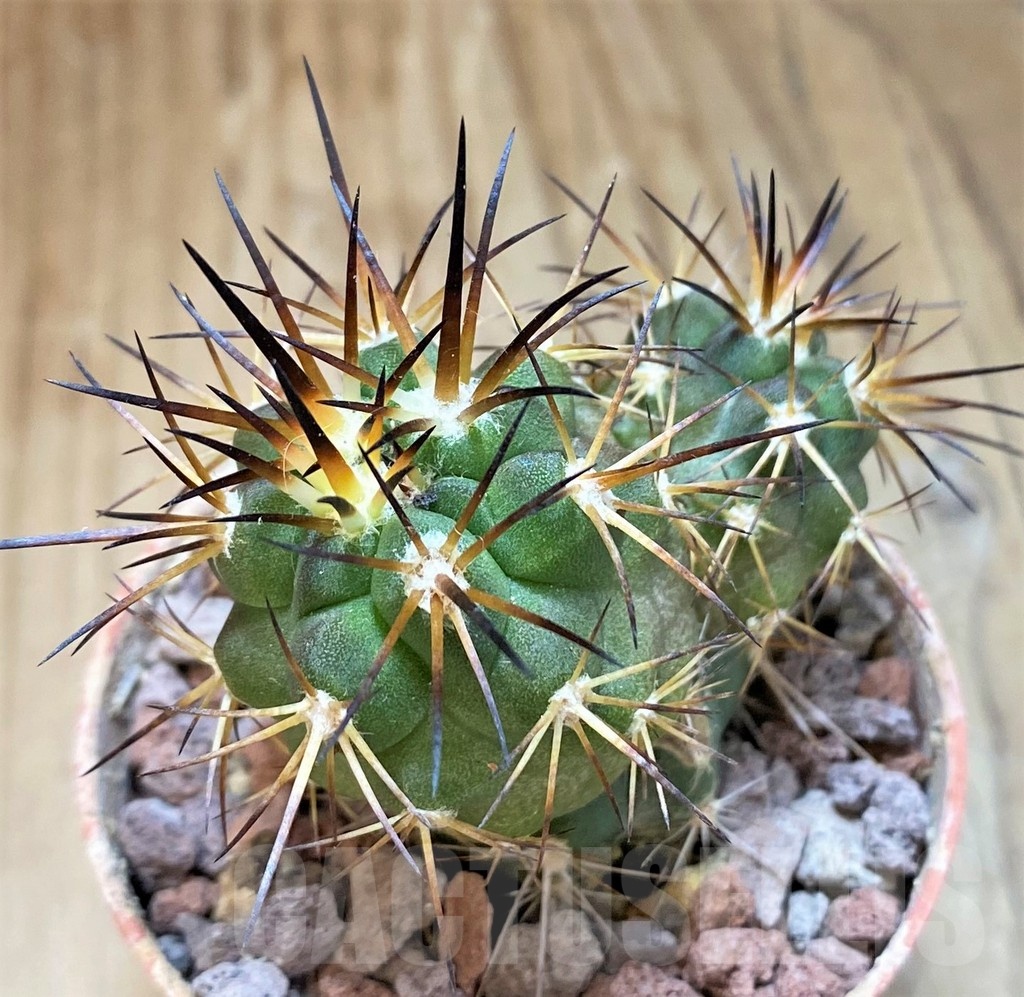 SH18649 Copiapoa alticostata SI-50-24, grafted