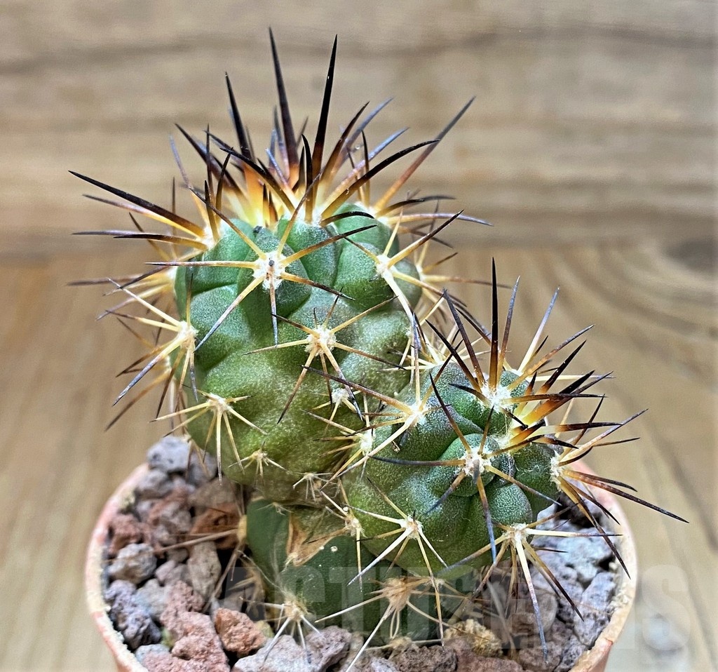 SH18649 Copiapoa alticostata SI-50-24, grafted - immagine 2