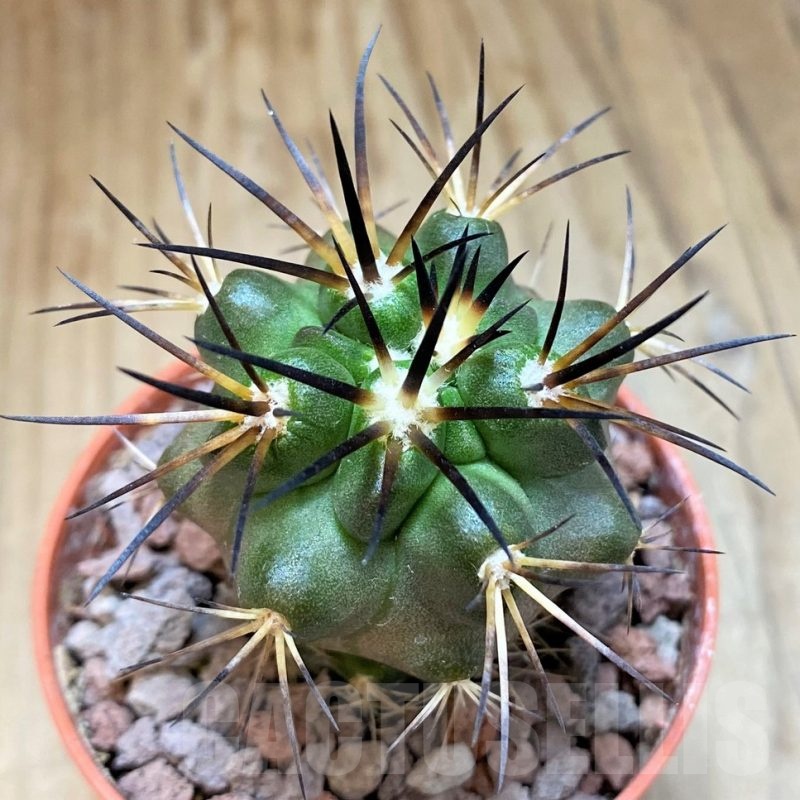 SH18650 Copiapoa alticostata SI-50-24, grafted