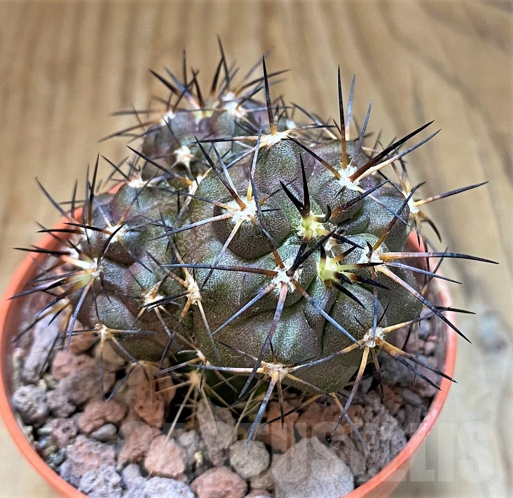SH18652 Copiapoa cinerea SI-40-24, grafted
