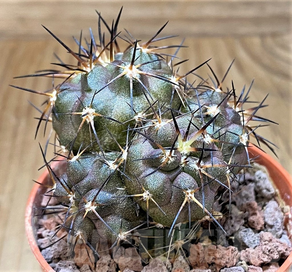 SH18652 Copiapoa cinerea SI-40-24, grafted - immagine 2