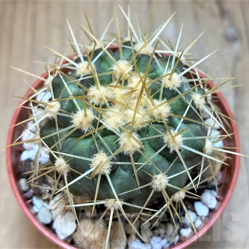 SH18657 Copiapoa gigantea SI-39-24, grafted