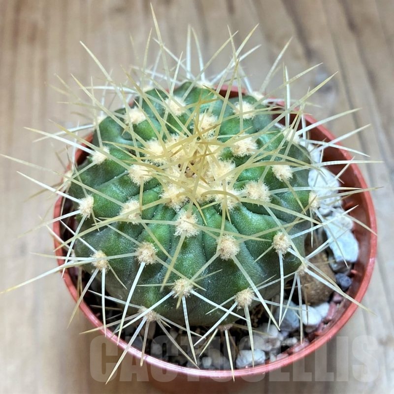 SH18658 Copiapoa gigantea SI-39-24, grafted