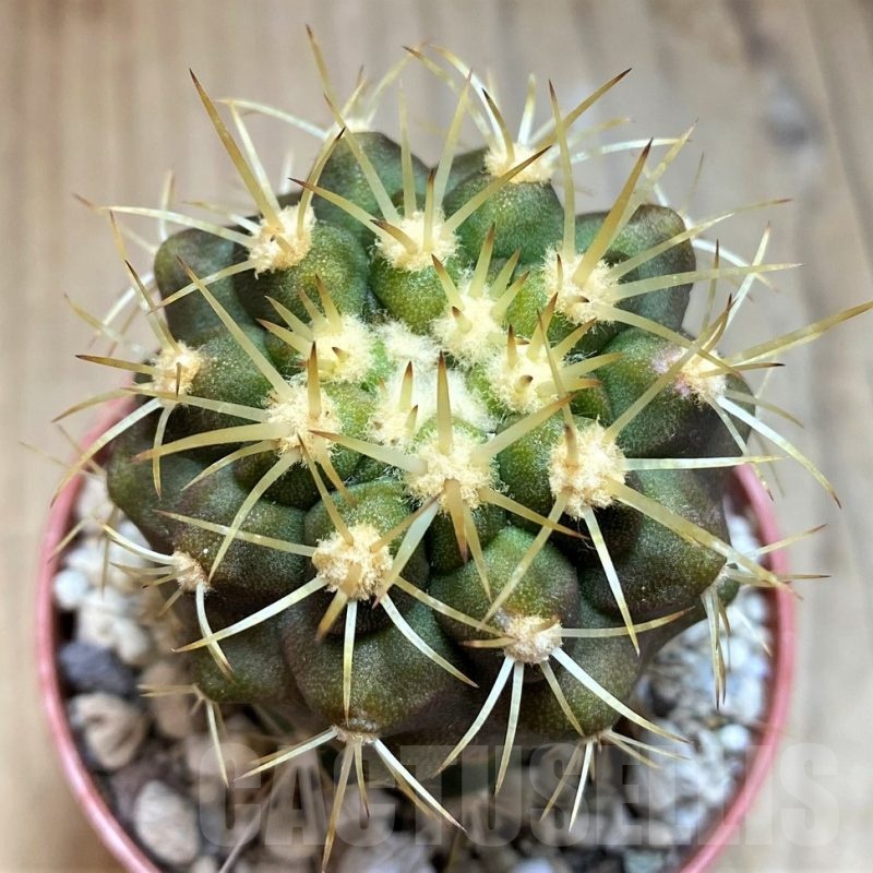 SH18635 Copiapoa gigantea GCG15004, grafted