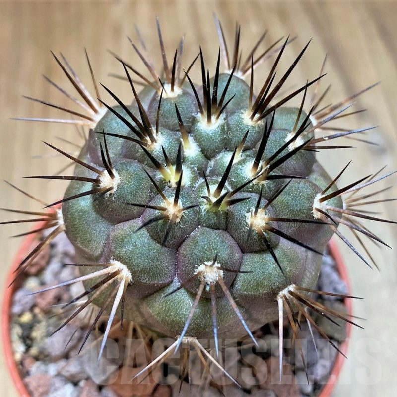 SH18665 Copiapoa dealbata v. carrizalensis selection GCG15254B, grafted