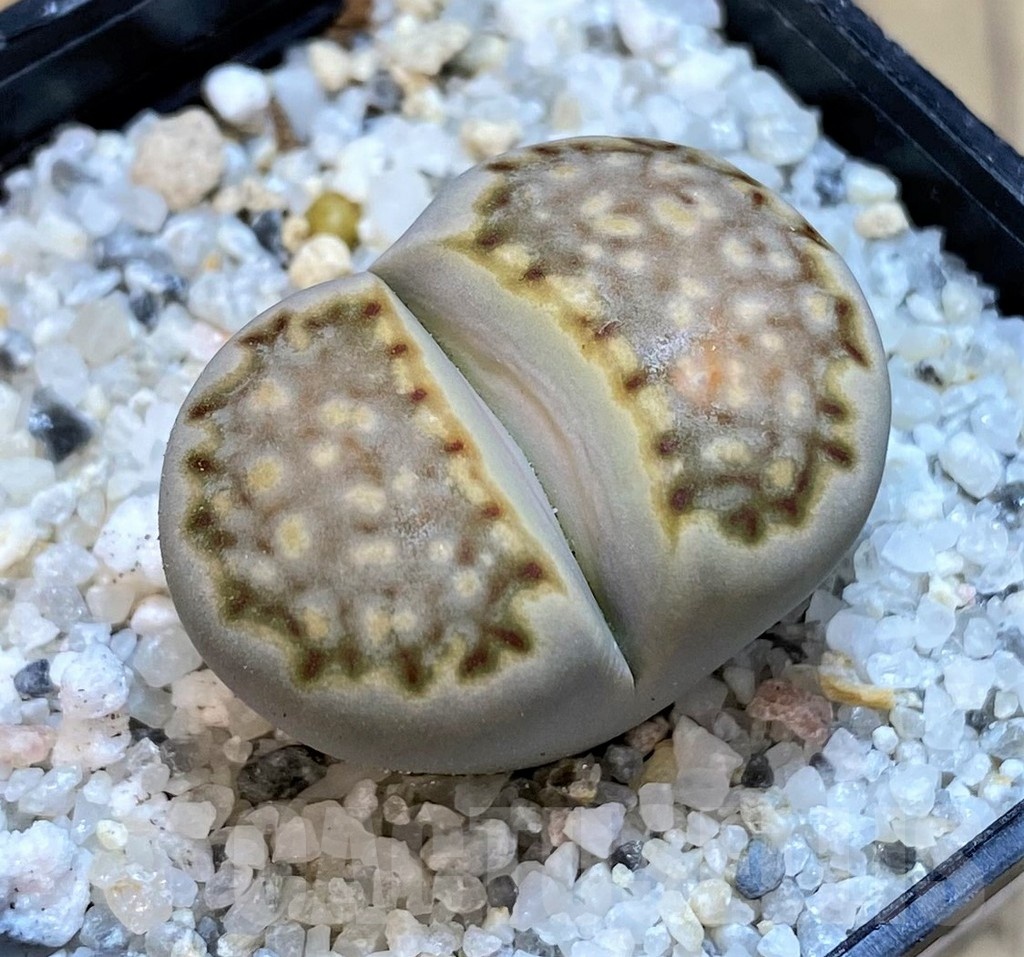 SH18858 Lithops julii ssp. fulleri -Kenhardt-