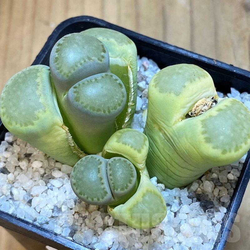 SH18862 Lithops salicola 'Malachite'