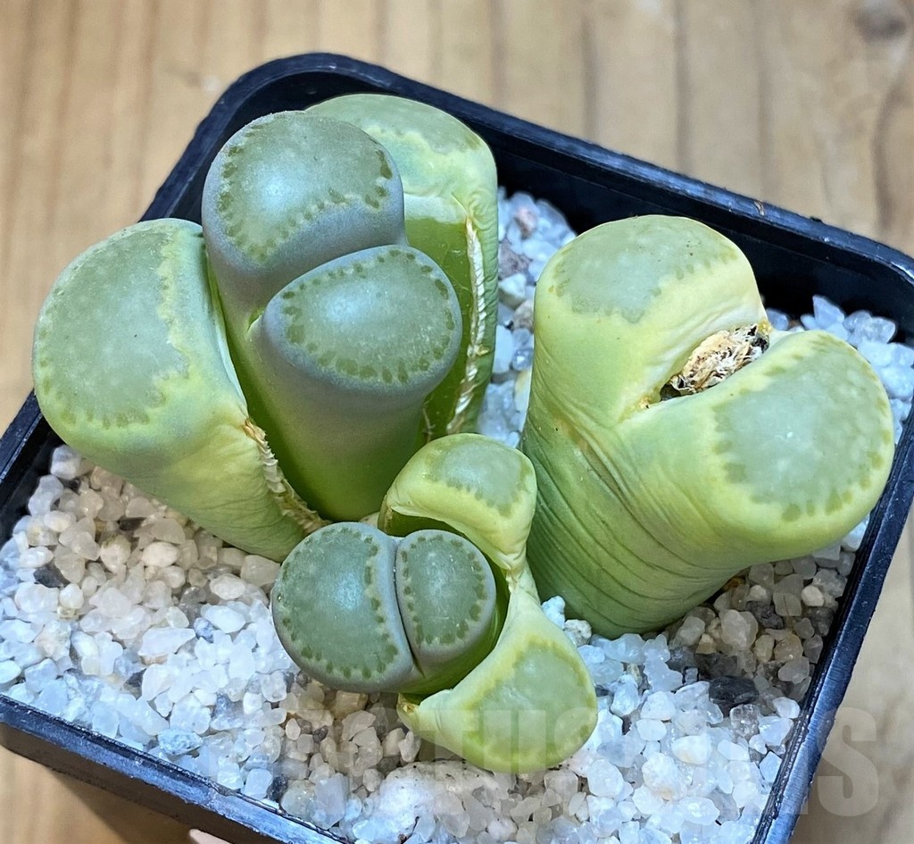 SH18862 Lithops salicola 'Malachite'