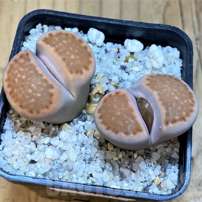SH18863 Lithops halii x salicola 'Bacchus'