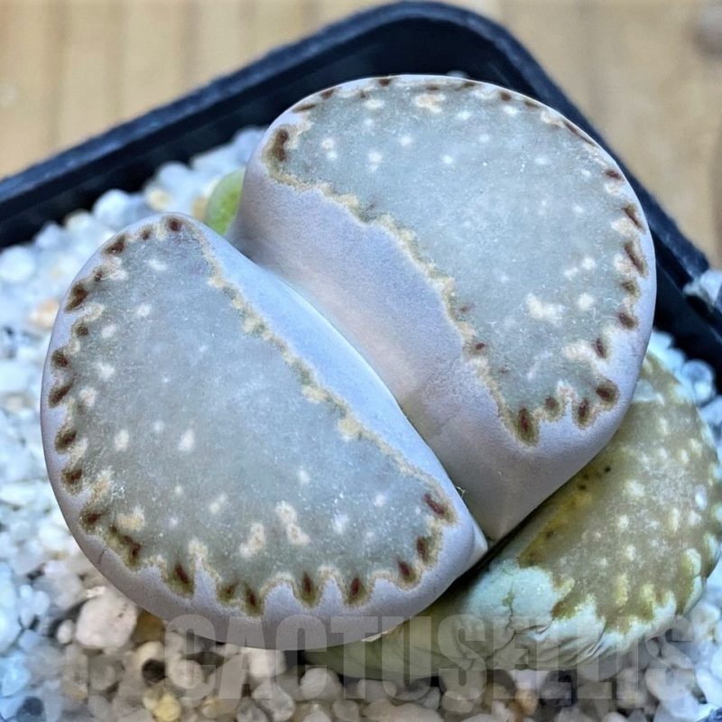 SH18864 Lithops julii ssp. fulleri