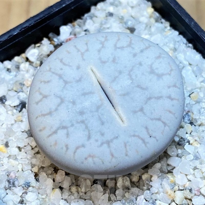 SH18865 Lithops pseudotruncatella ssp. volkii