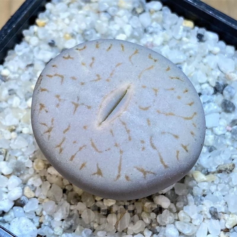SH18866 Lithops pseudotruncatella ssp. volkii