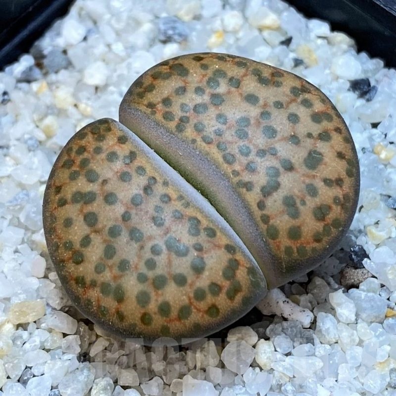 SH18867 Lithops fulviceps C278