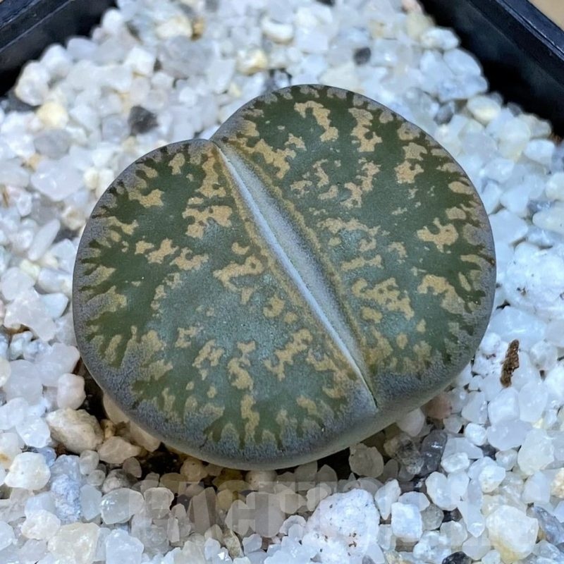 SH18869  Lithops lesliei -near Heidelberg-