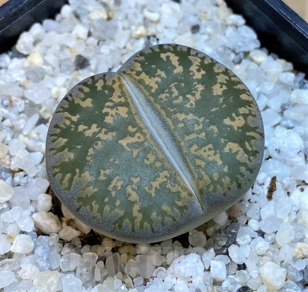 SH18869 Lithops lesliei -near Heidelberg-