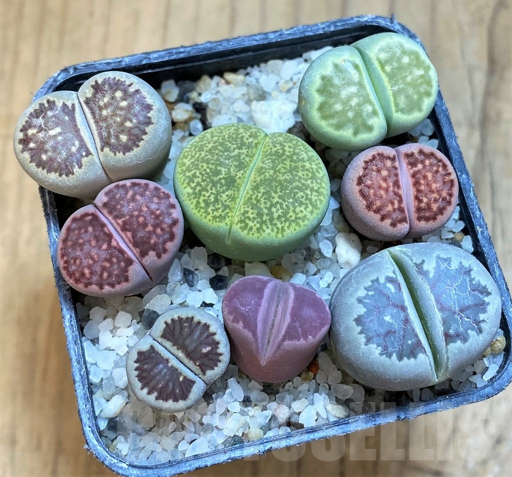 SH18870 Lithops mix