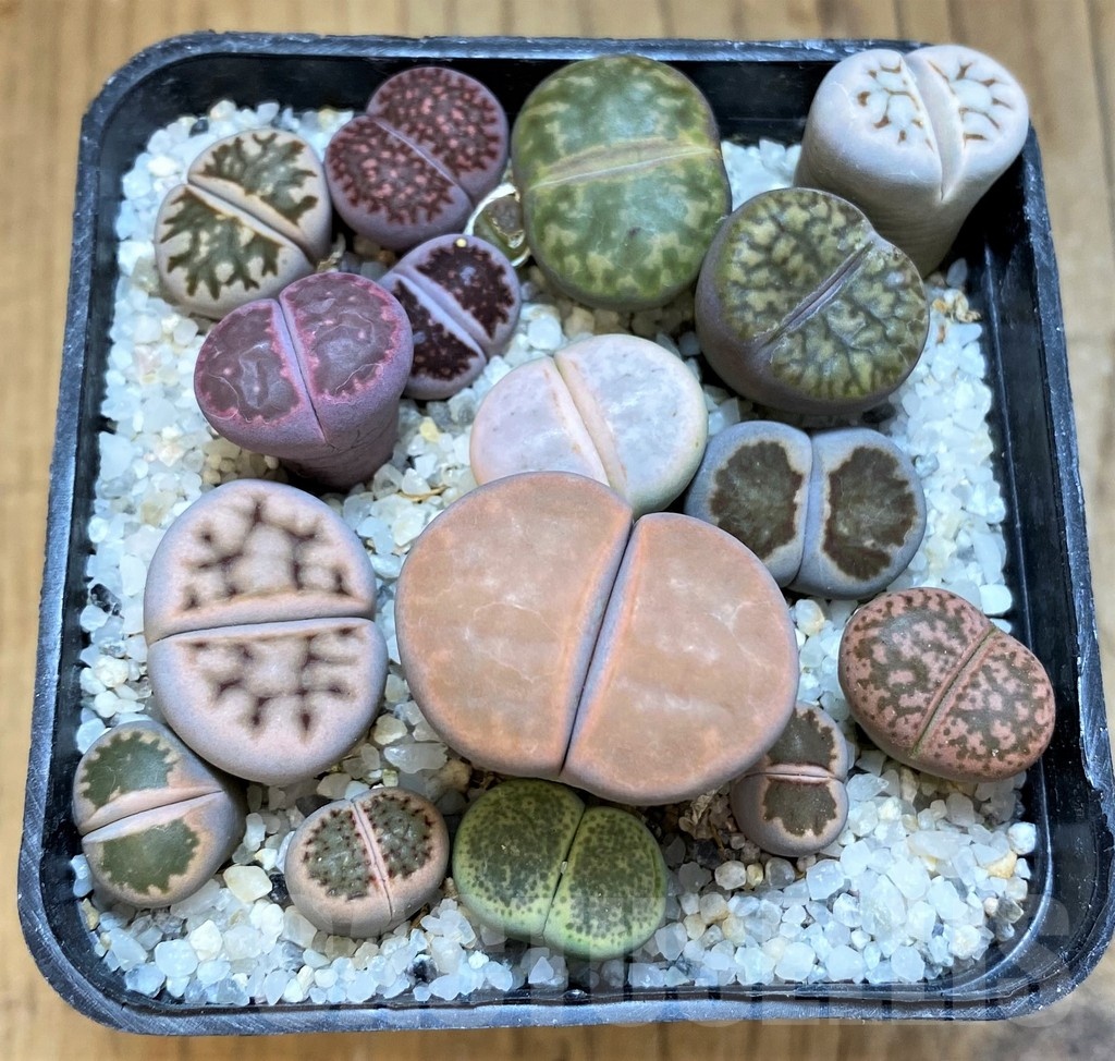 SH18871 Lithops mix