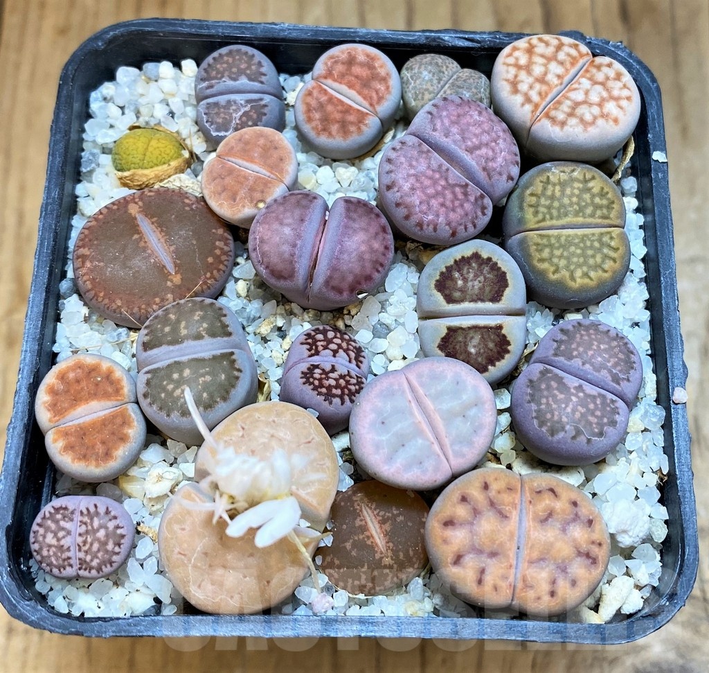 SH18872 Lithops mix