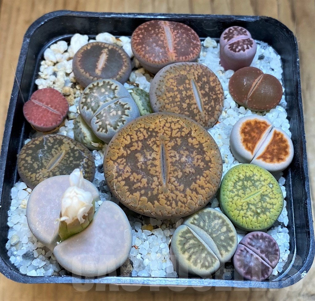 SH18873 Lithops mix