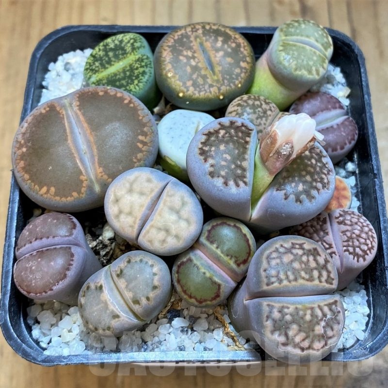 SH18875 Lithops mix