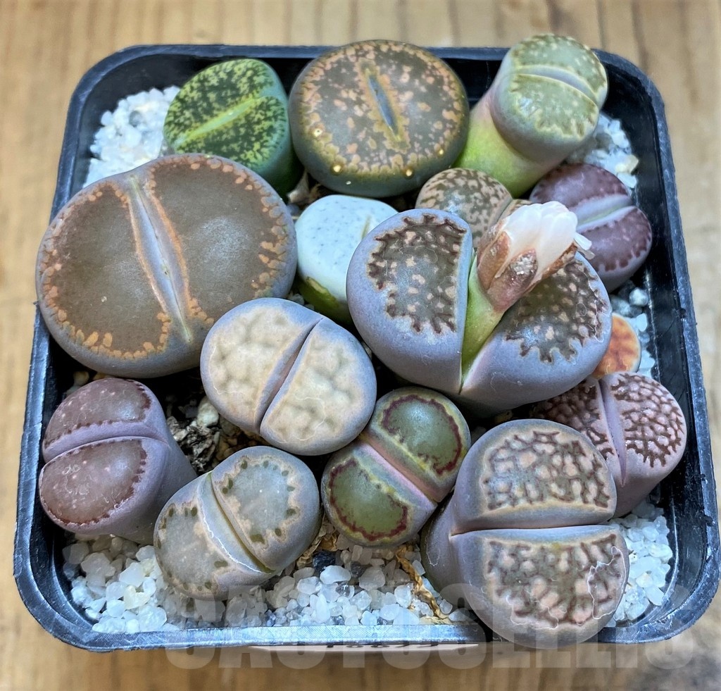 SH18875 Lithops mix