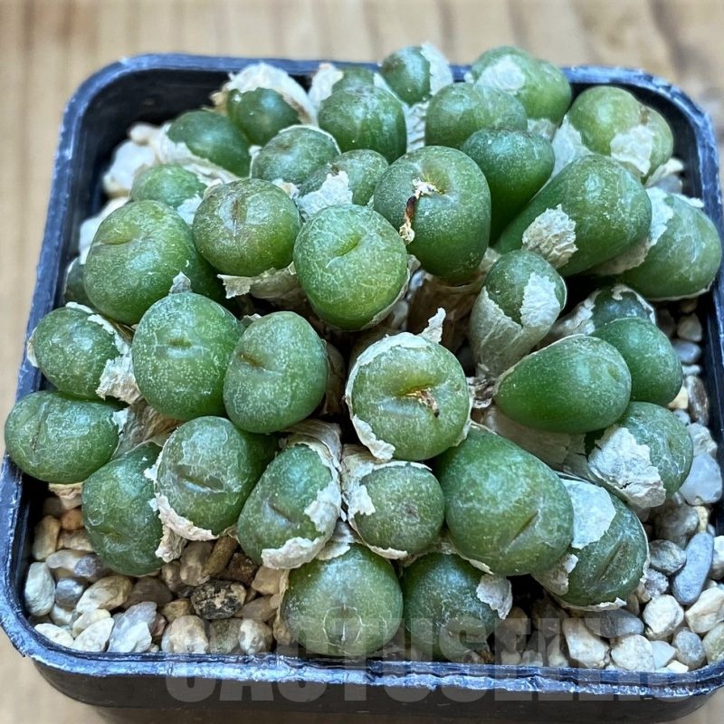SH18820 Conophytum ectypum crystalline, grey-green bodies
