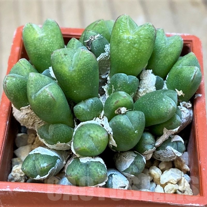 SH18824 Conophytum loeschianum